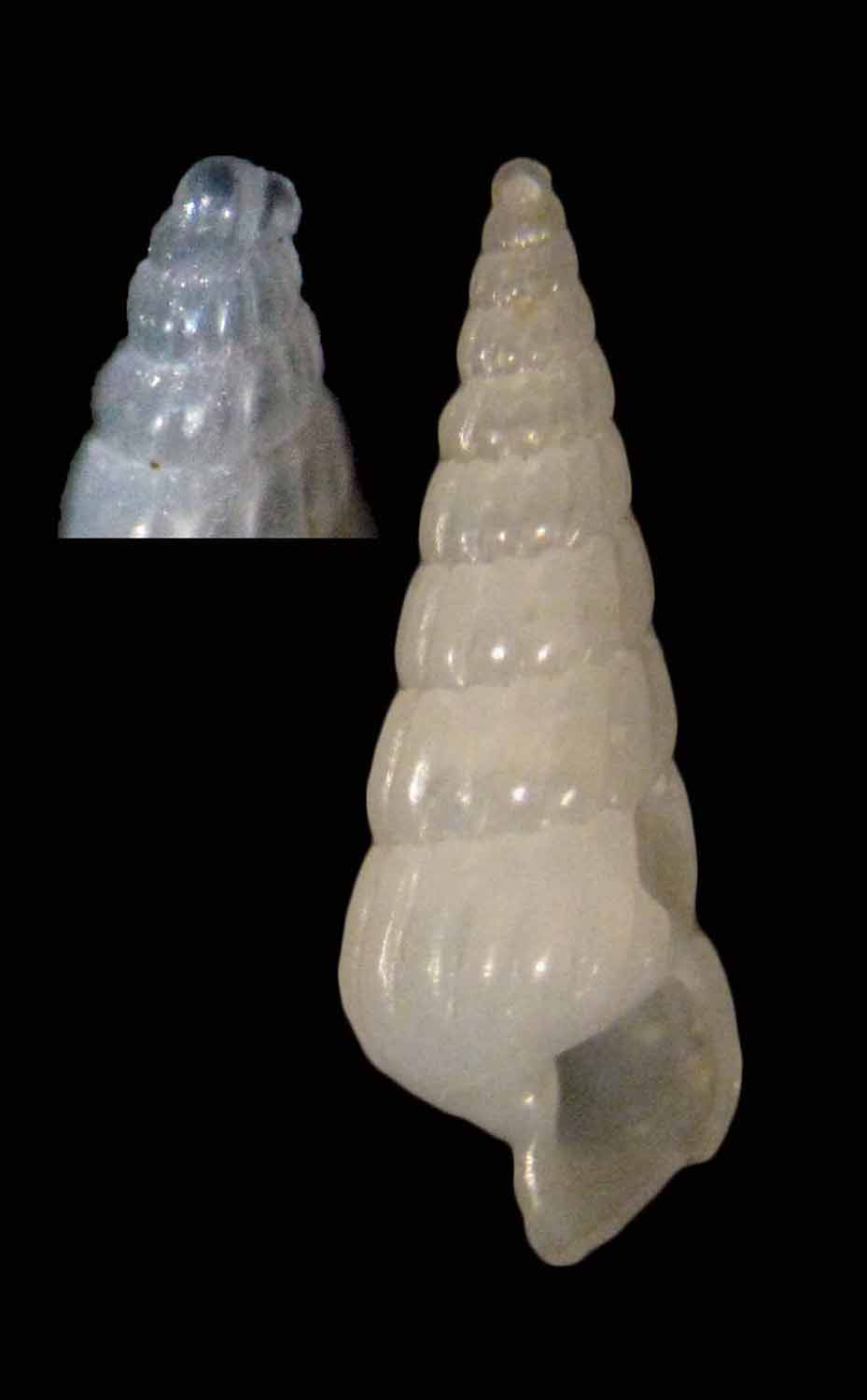 turbonilla pseudogradata?